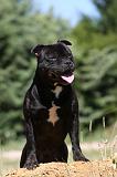 STAFFIE 396